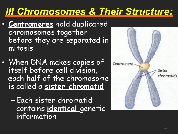 III Chromosomes & Their Structure: • Centromeres hold duplicated chromosomes together before they are
