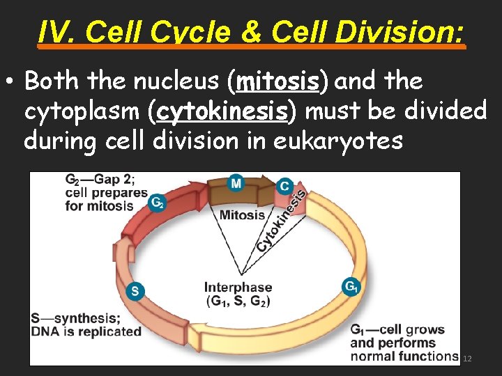 IV. Cell Cycle & Cell Division: • Both the nucleus (mitosis) and the cytoplasm