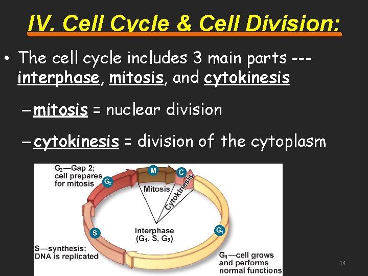 IV. Cell Cycle & Cell Division: • The cell cycle includes 3 main parts