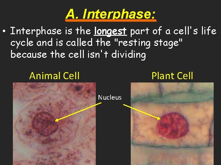 A. Interphase: • Interphase is the longest part of a cell's life cycle and
