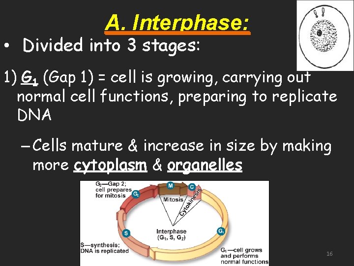 A. Interphase: • Divided into 3 stages: 1) G 1 (Gap 1) = cell