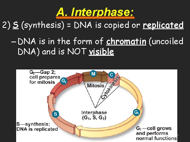 A. Interphase: 2) S (synthesis) = DNA is copied or replicated – DNA is