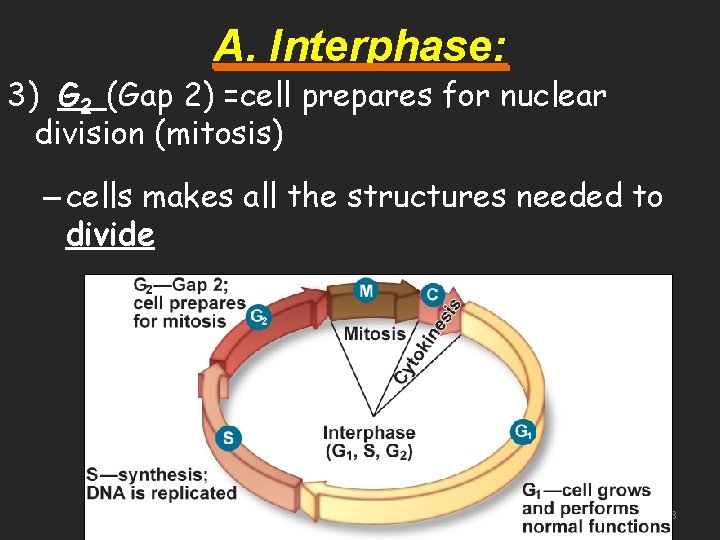 A. Interphase: 3) G 2 (Gap 2) =cell prepares for nuclear division (mitosis) –