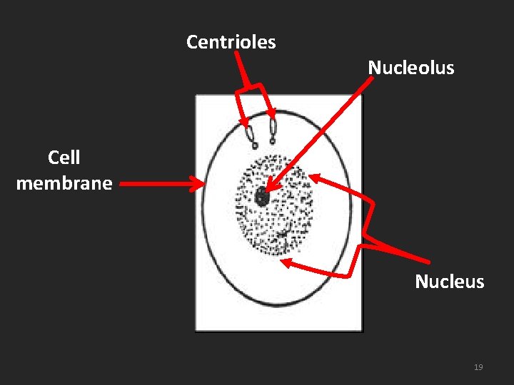 Centrioles Nucleolus Cell membrane Nucleus 19 