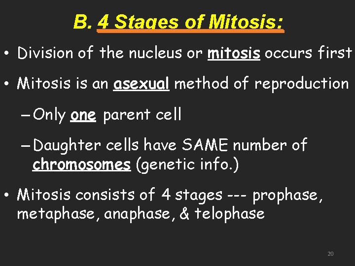 B. 4 Stages of Mitosis: • Division of the nucleus or mitosis occurs first