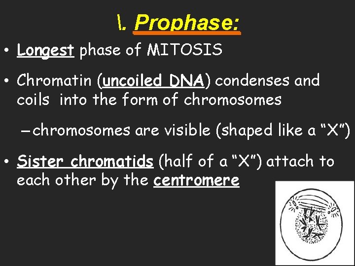 . Prophase: • Longest phase of MITOSIS • Chromatin (uncoiled DNA) condenses and coils