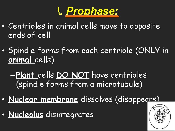 . Prophase: • Centrioles in animal cells move to opposite ends of cell •