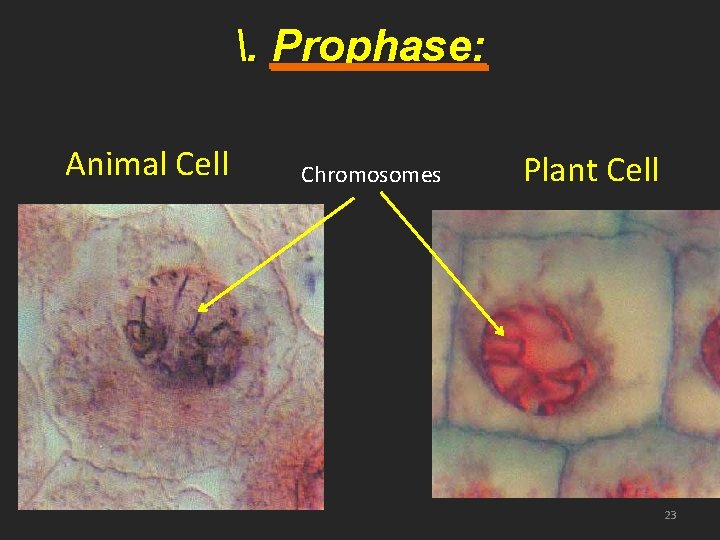 . Prophase: Animal Cell Chromosomes Plant Cell 23 