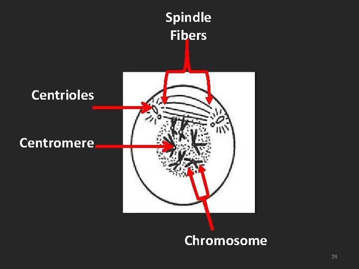 Spindle Fibers Centrioles Centromere Chromosome 24 