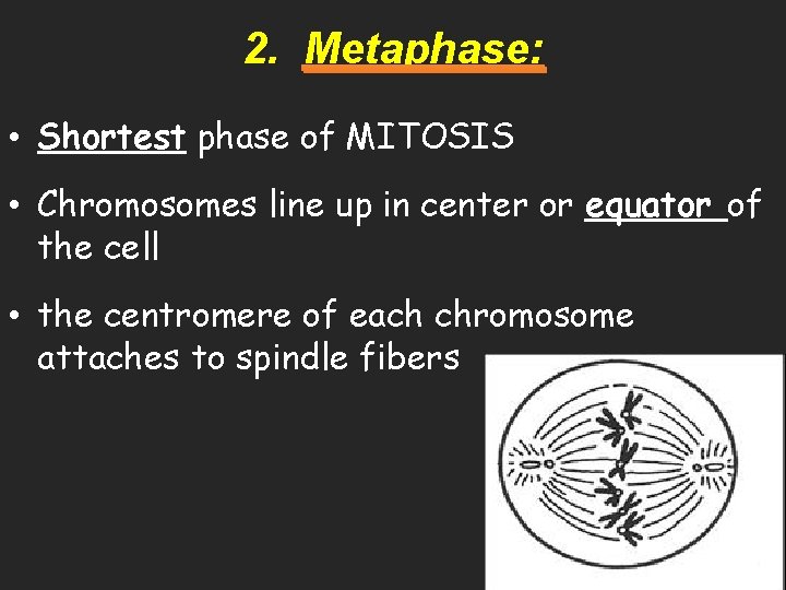 2. Metaphase: • Shortest phase of MITOSIS • Chromosomes line up in center or