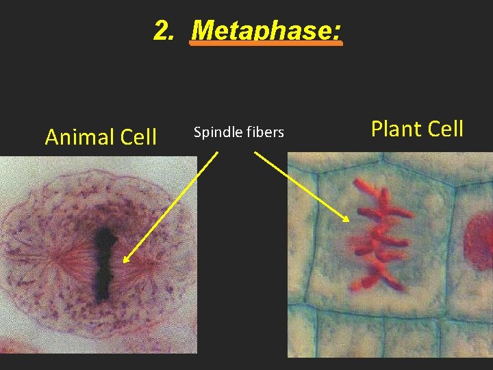 2. Metaphase: Animal Cell Spindle fibers Plant Cell 26 