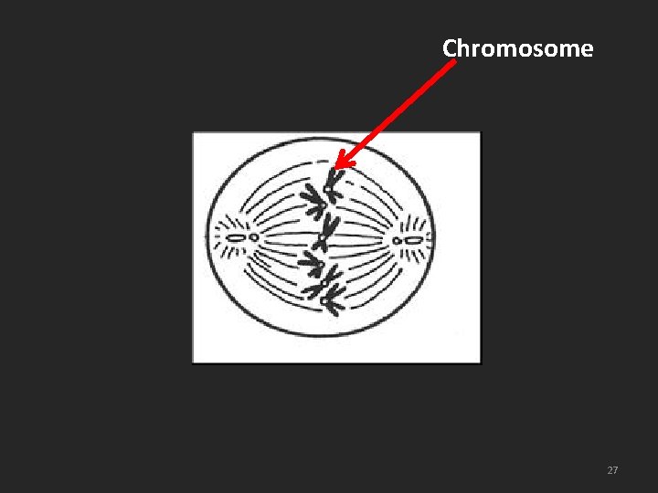 Chromosome 27 