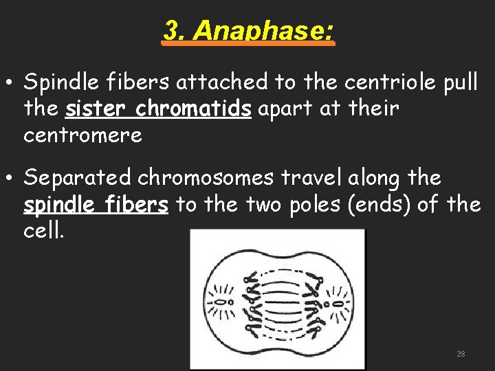 3. Anaphase: • Spindle fibers attached to the centriole pull the sister chromatids apart