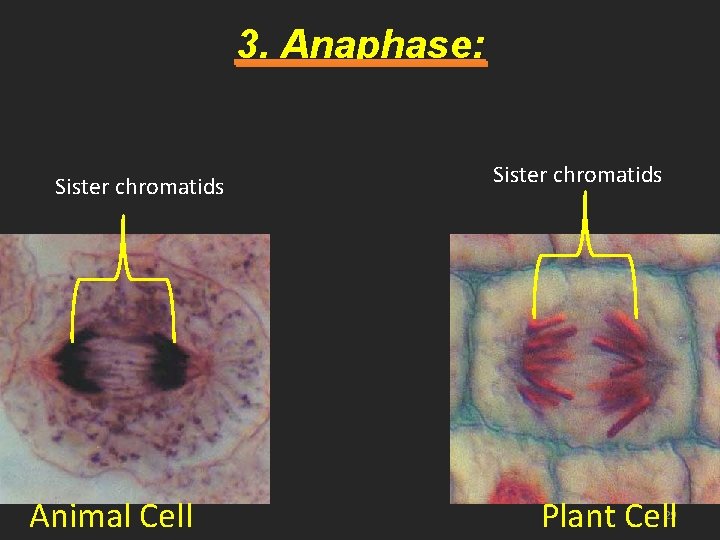 3. Anaphase: Sister chromatids Animal Cell Sister chromatids Plant Cell 29 