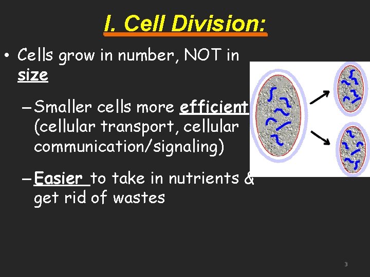 I. Cell Division: • Cells grow in number, NOT in size – Smaller cells