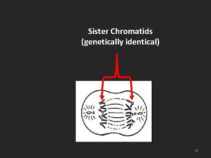 Sister Chromatids (genetically identical) 30 