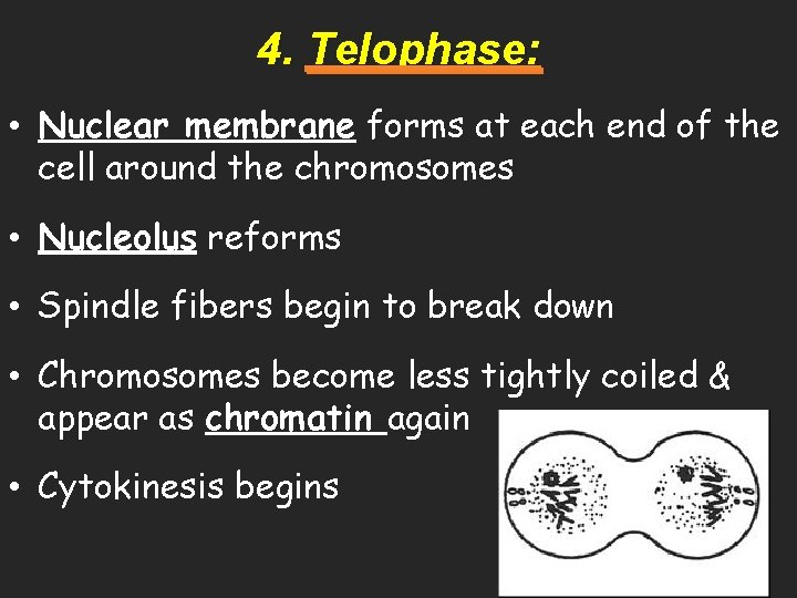 4. Telophase: • Nuclear membrane forms at each end of the cell around the