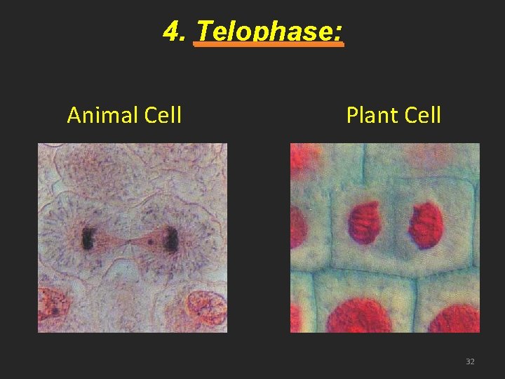 4. Telophase: Animal Cell Plant Cell 32 