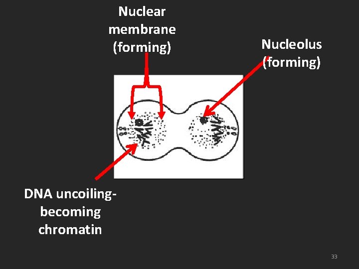 Nuclear membrane (forming) Nucleolus (forming) DNA uncoilingbecoming chromatin 33 