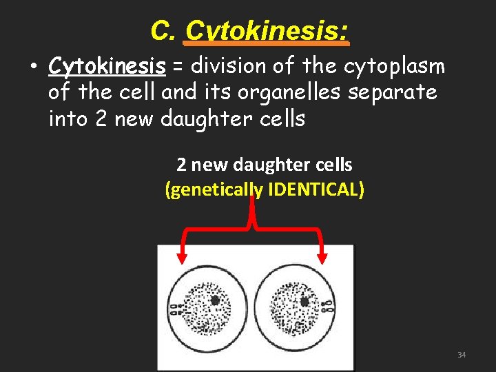 C. Cytokinesis: • Cytokinesis = division of the cytoplasm of the cell and its