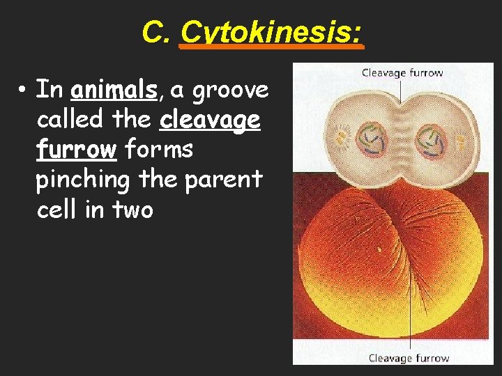 C. Cytokinesis: • In animals, a groove called the cleavage furrow forms pinching the