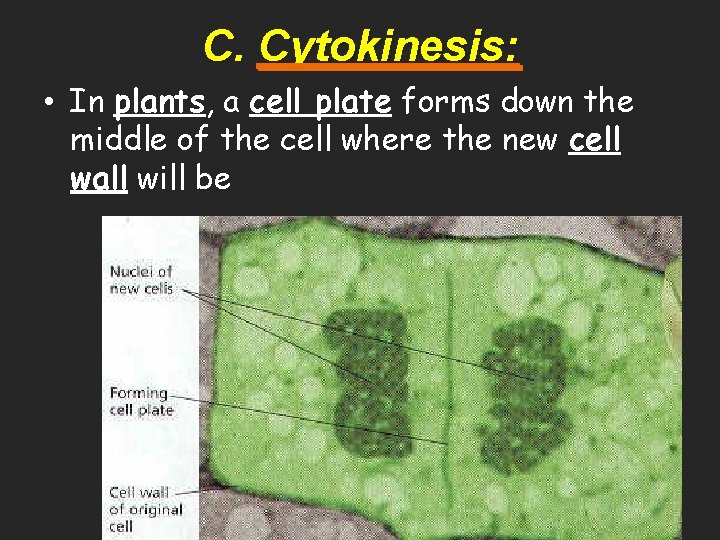 C. Cytokinesis: • In plants, a cell plate forms down the middle of the