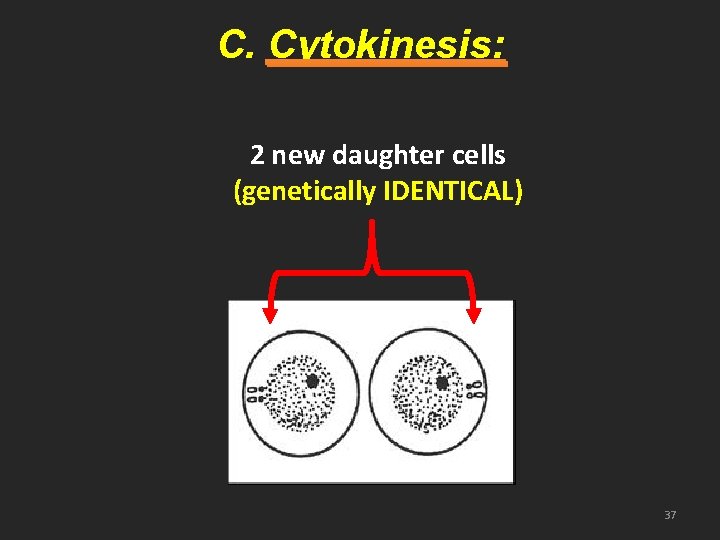 C. Cytokinesis: 2 new daughter cells (genetically IDENTICAL) 37 