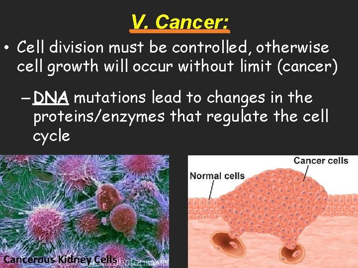 V. Cancer: • Cell division must be controlled, otherwise cell growth will occur without