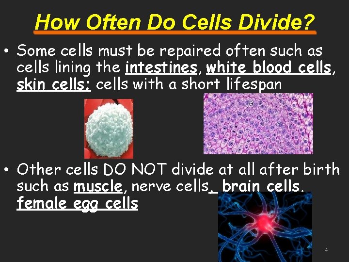 How Often Do Cells Divide? • Some cells must be repaired often such as