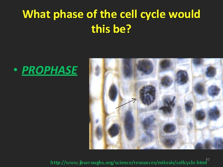 What phase of the cell cycle would this be? • PROPHASE 42 http: //www.
