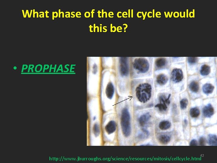 What phase of the cell cycle would this be? • PROPHASE 42 http: //www.