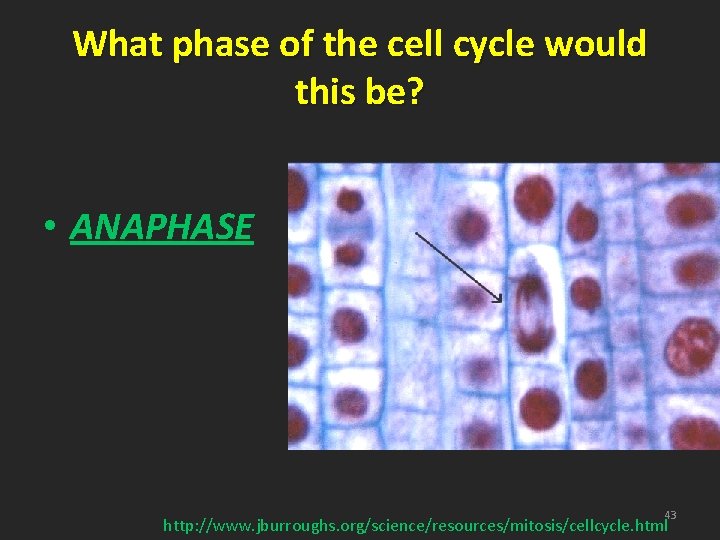 What phase of the cell cycle would this be? • ANAPHASE 43 http: //www.