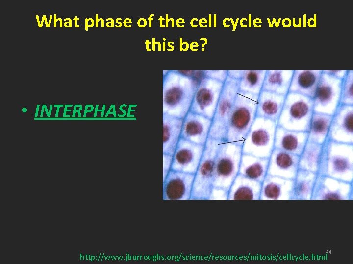 What phase of the cell cycle would this be? • INTERPHASE 44 http: //www.