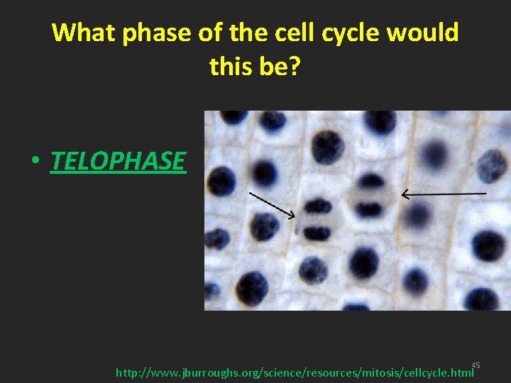 What phase of the cell cycle would this be? • TELOPHASE 45 http: //www.