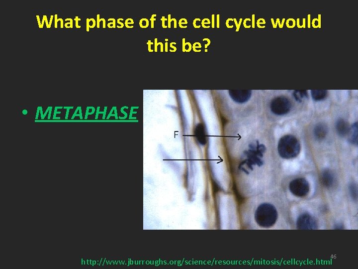 What phase of the cell cycle would this be? • METAPHASE 46 http: //www.