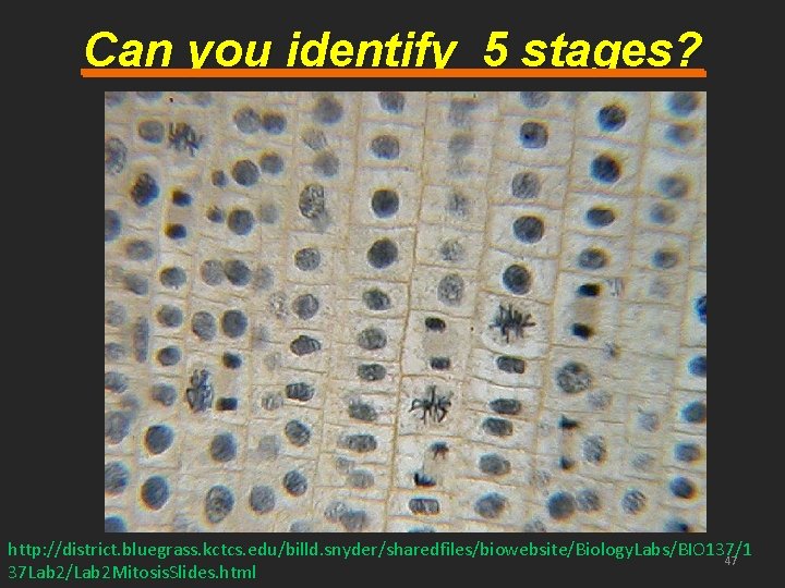 Can you identify 5 stages? http: //district. bluegrass. kctcs. edu/billd. snyder/sharedfiles/biowebsite/Biology. Labs/BIO 137/1 47