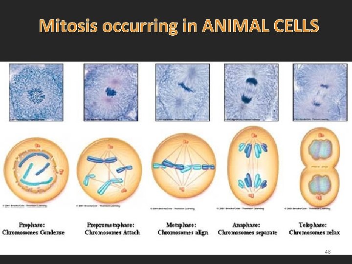 Mitosis occurring in ANIMAL CELLS 48 