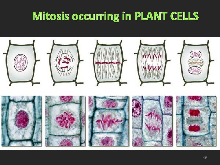 Mitosis occurring in PLANT CELLS 49 