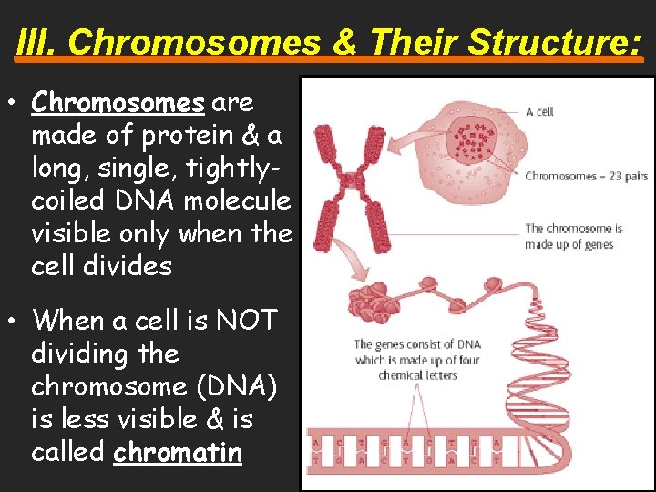 III. Chromosomes & Their Structure: • Chromosomes are made of protein & a long,