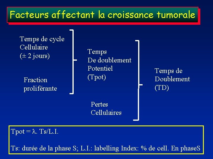 Facteurs affectant la croissance tumorale Temps de cycle Cellulaire (± 2 jours) Fraction proliférante