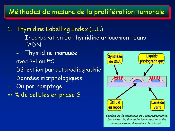 Méthodes de mesure de la prolifération tumorale 1. Thymidine Labelling Index (L. I. )