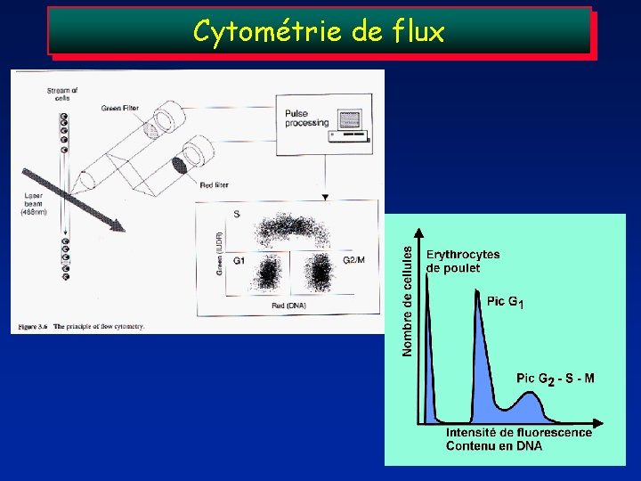 Cytométrie de flux 