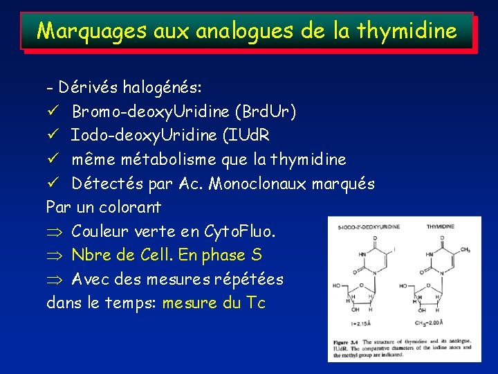 Marquages aux analogues de la thymidine - Dérivés halogénés: ü Bromo-deoxy. Uridine (Brd. Ur)