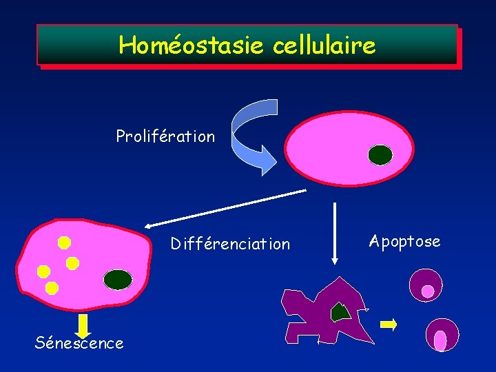 Homéostasie cellulaire Prolifération Différenciation Sénescence Apoptose 