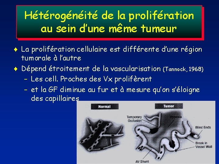 Hétérogénéité de la prolifération au sein d’une même tumeur La prolifération cellulaire est différente