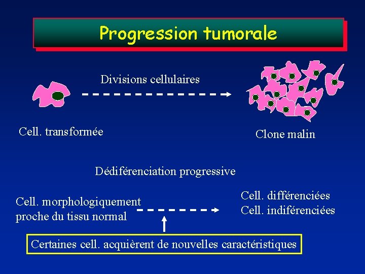 Progression tumorale Divisions cellulaires Cell. transformée Clone malin Dédiférenciation progressive Cell. morphologiquement proche du