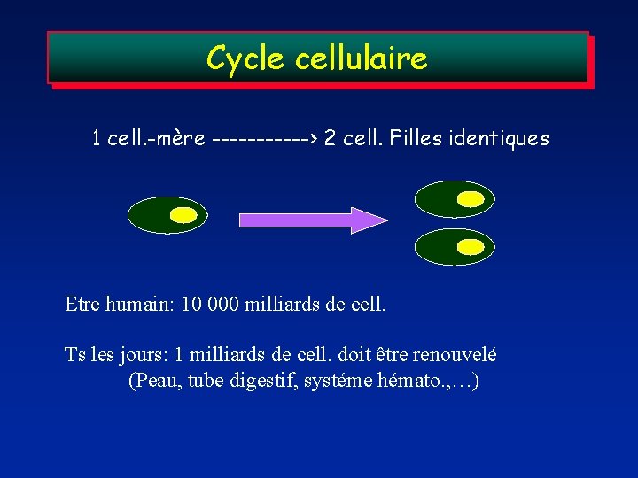 Cycle cellulaire 1 cell. -mère ------> 2 cell. Filles identiques Etre humain: 10 000