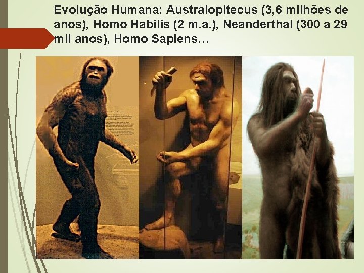 Evolução Humana: Australopitecus (3, 6 milhões de anos), Homo Habilis (2 m. a. ),
