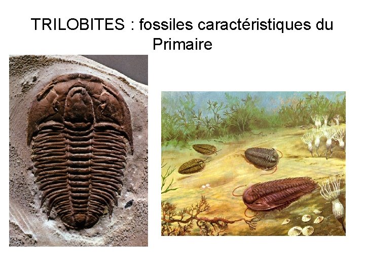 TRILOBITES : fossiles caractéristiques du Primaire 