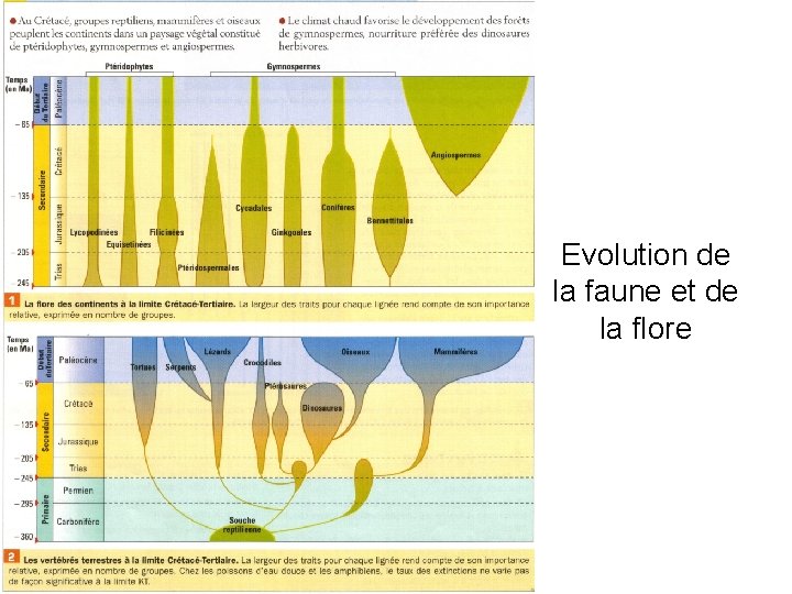 Evolution de la faune et de la flore 